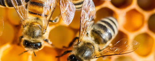 honeybee comb