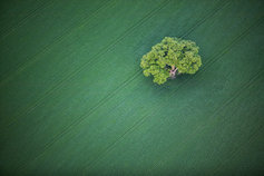 corporate citizenship