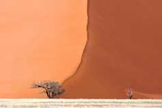 a lone tree in the savannah