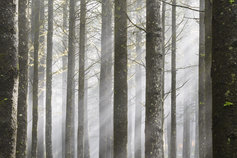 TaxNewsFlash-Week in Tax