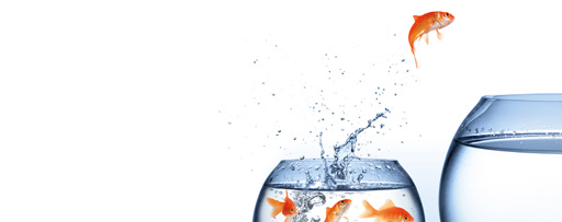 fish jumping from one fish bowl to another