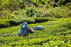 woman picking tea