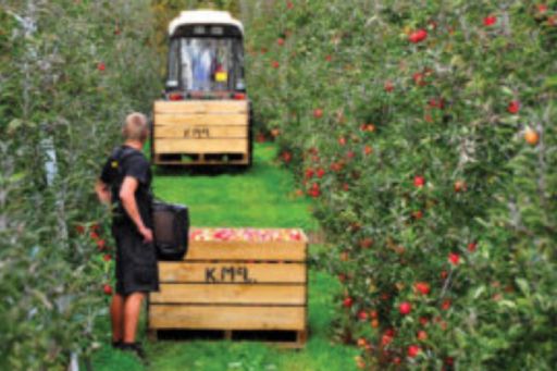 apples being harvested in an orchard. in between rows of trees wooden crates