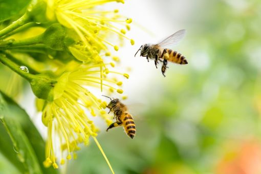 Bees landing on flower