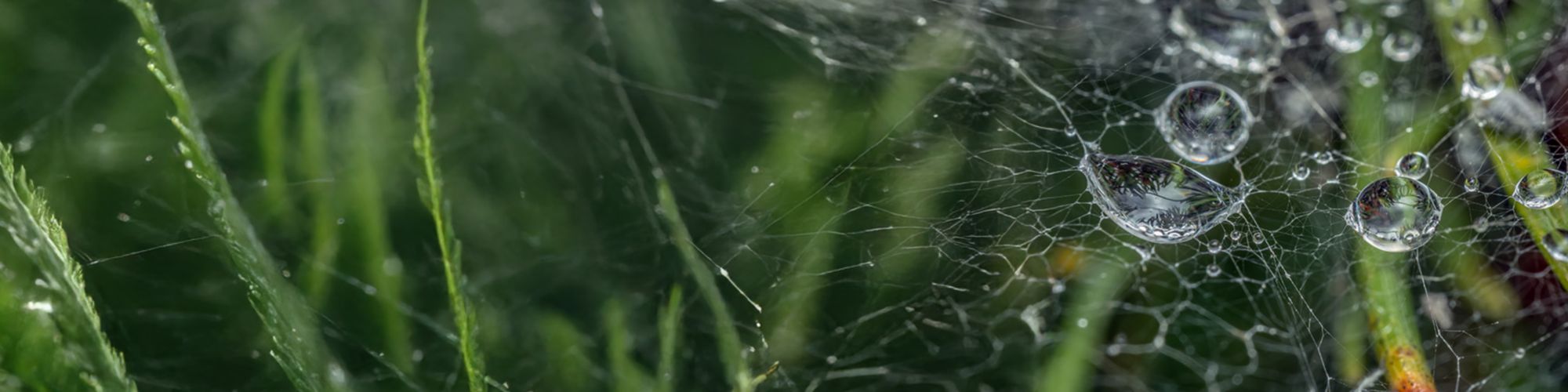 web