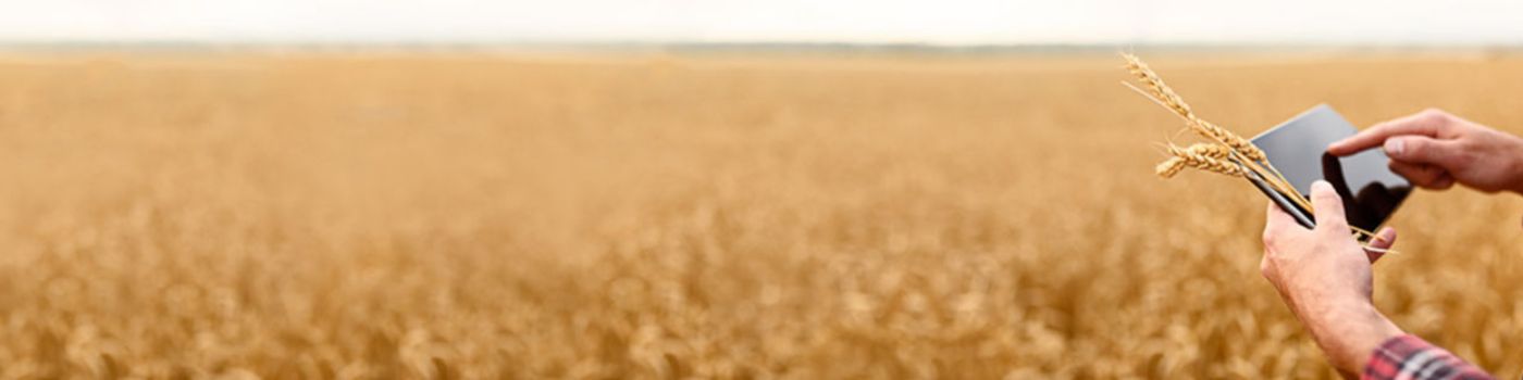 imagem de uma plantação de trico e no canto da imagem mãos de uma home segurando um tablet