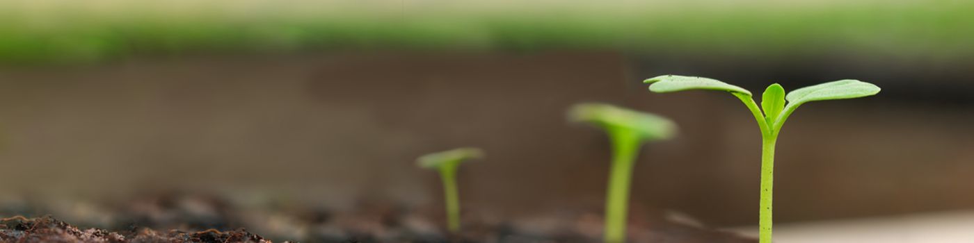 seedlines starting to grow