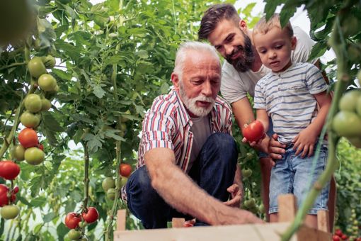 Three generations of men picking tomatoes