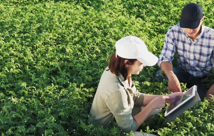 workers reviewing on tablet between plants