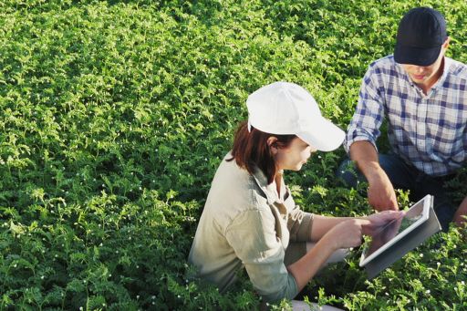 Consultants working in field