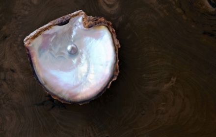 Huître protégeant une perle précieuse sur un fond de bois riche