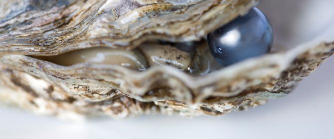 Sea shell protecting rare valuable pearl