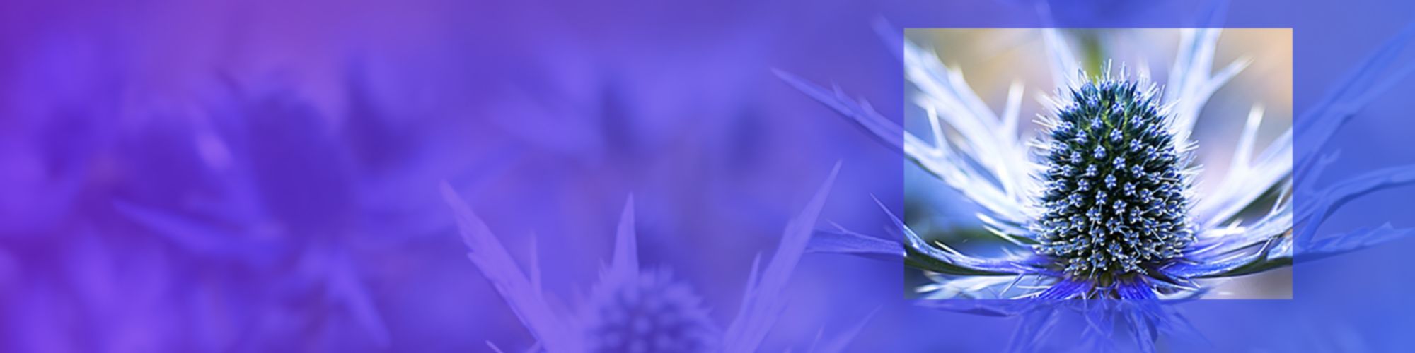 flower in motif of purple-blue gradient