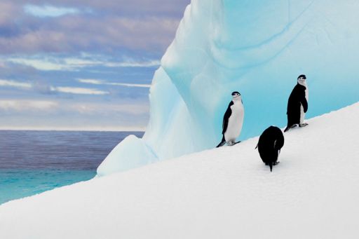 Penguins on a glacier by the sea