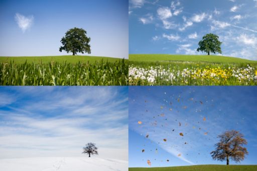 KPMG IFRS effective dates topic image: a tree shown in four different seasons.