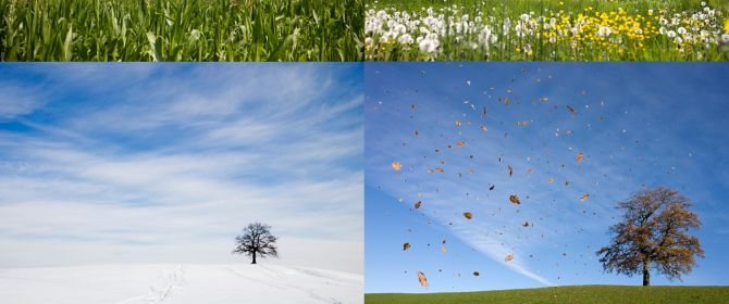 KPMG IFRS effective dates topic image: a tree shown in four different seasons.