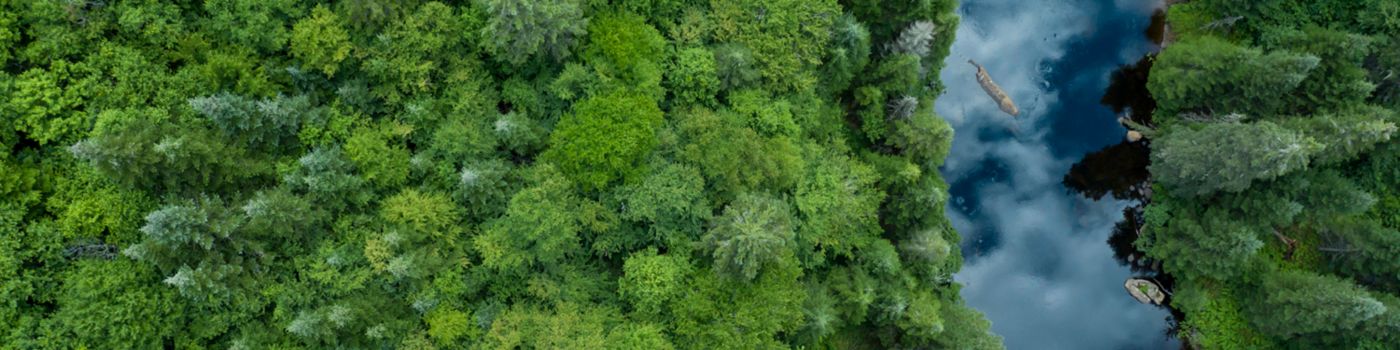top view forest and river