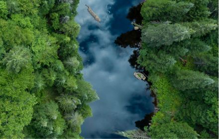 top view forest and river