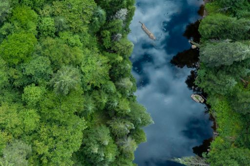 top view forest and river