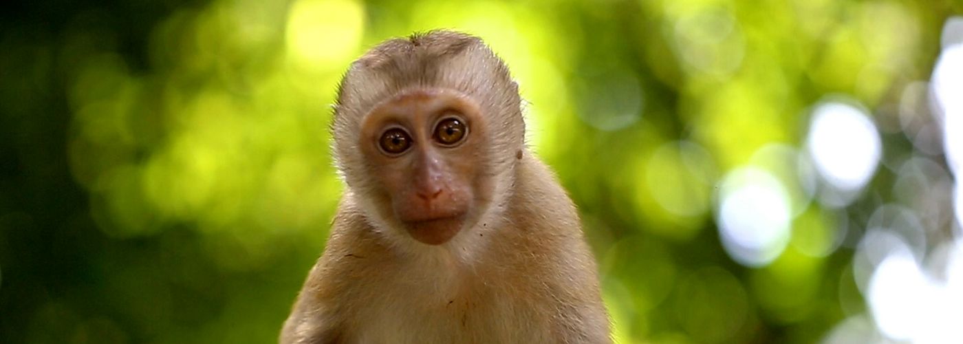 imagem de um macaco