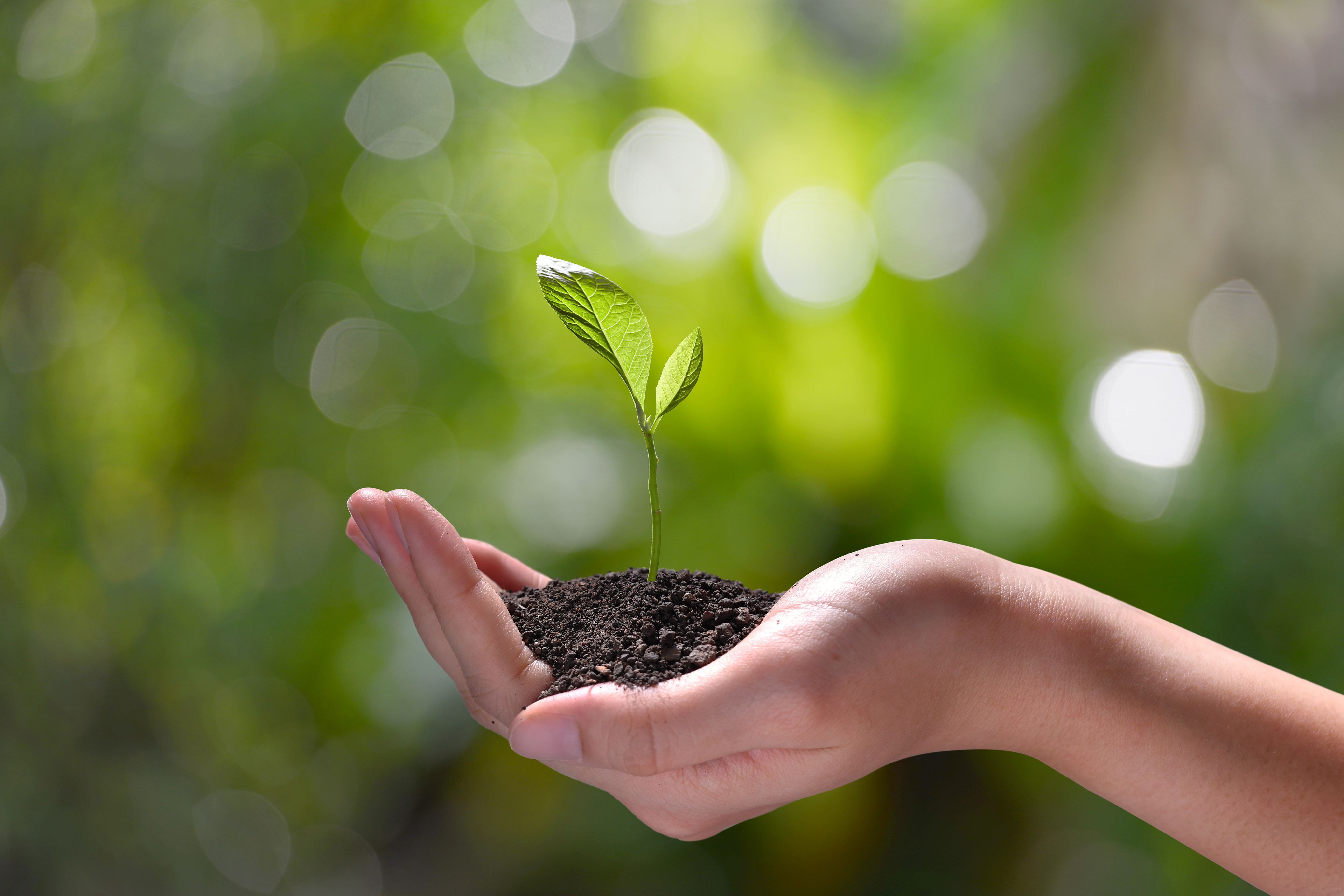 Hand holding and caring a green young plant on nature background