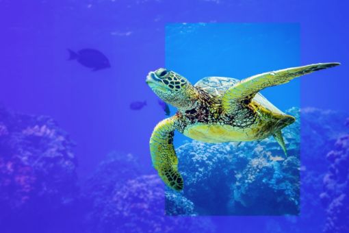 Turtle mascot of the Cyber Study