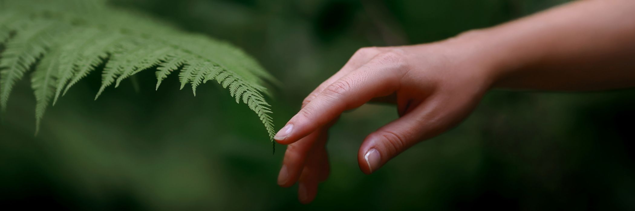 Hand touching a leaf