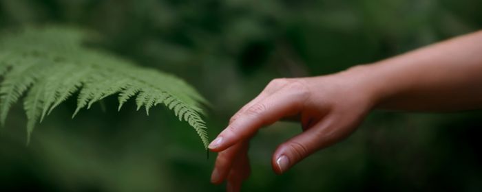 Hand touching a leaf