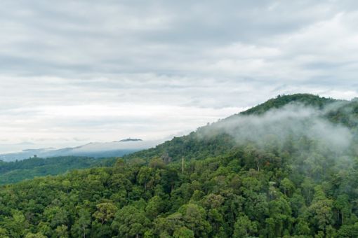 Misty forest