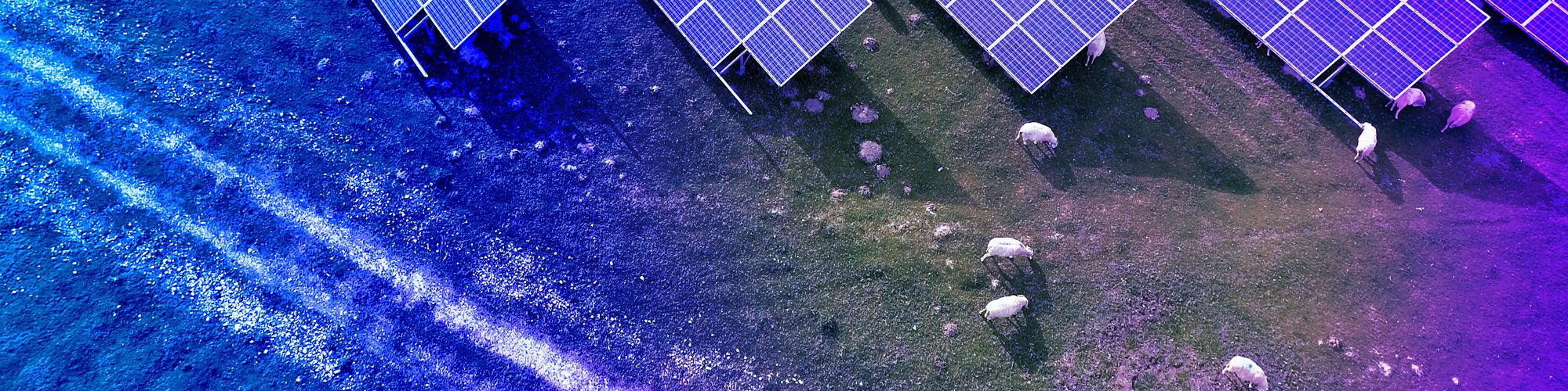 Aerial view of a solar farm with grazing sheep, showcasing sustainable land use and self-generated renewable energy.