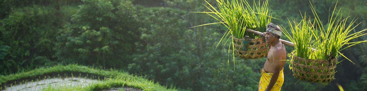 Asian man holding baskets of grass in mountain fields