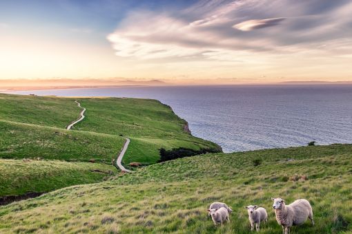 sheep grazing on a cliff