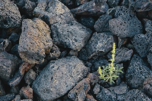 Growth of a plant between stones