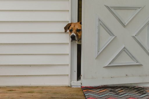 dog poking its head out of a white door