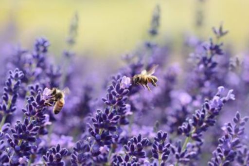 0 mai 2019 : deuxième Journée mondiale des abeilles