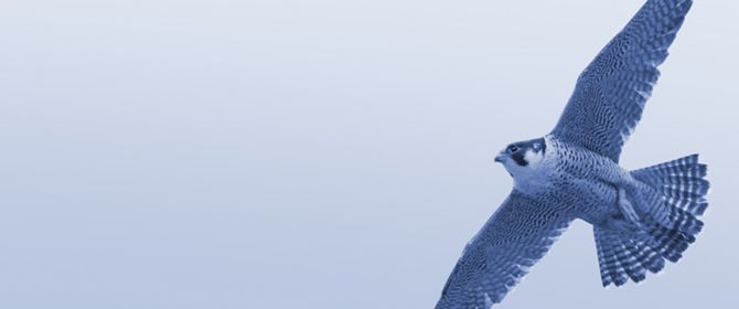 Eagle in flight