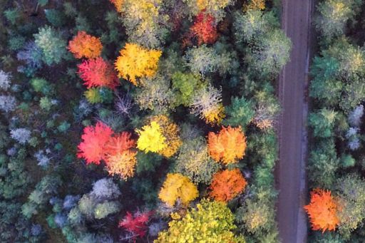 aerial view colourful trees