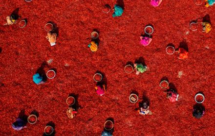 Aerial view of people working in chilli farm with red and blue background