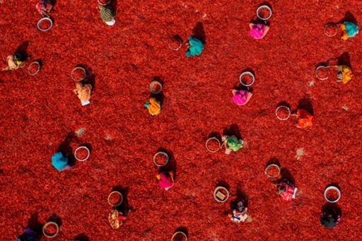 Aerial view of people working in chilli farm with red and blue background