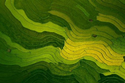 Sustainable rice field in Asia