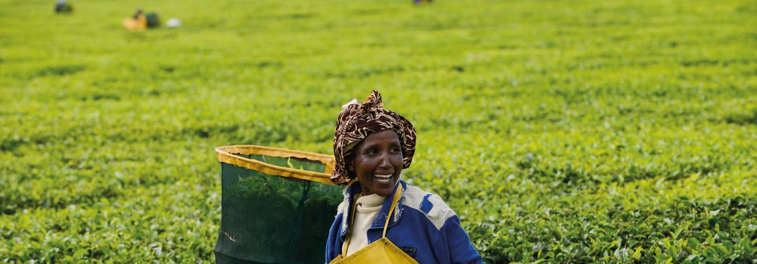 African woman picking tea