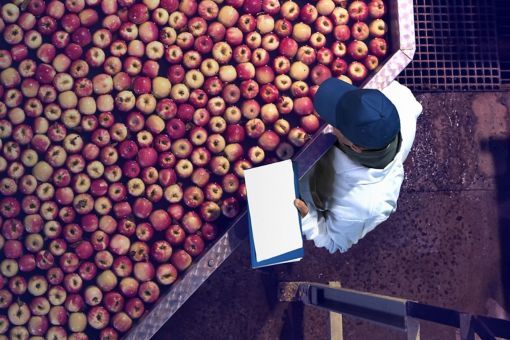 Agribusiness worker monitoring apples in food processing factory