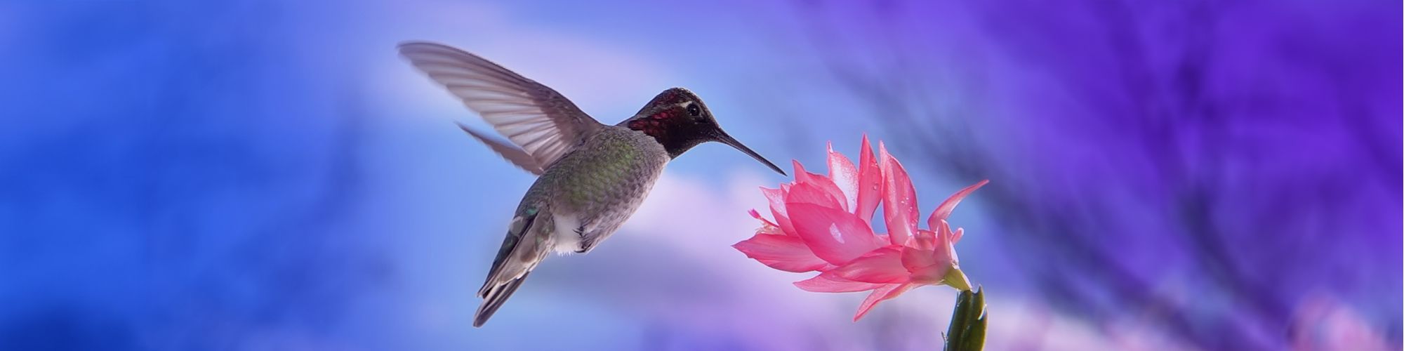 A bird is sipping nectar from a flower