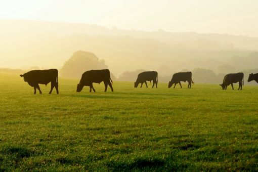 beef cattle on pasture in distance