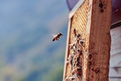 Bees flying on honeycomb