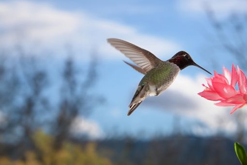 bird flying towards flower