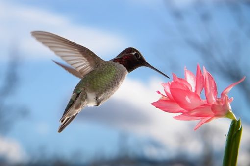 Bird on pink flower