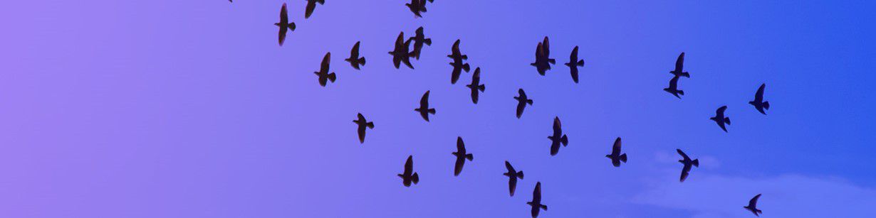 Birds flying