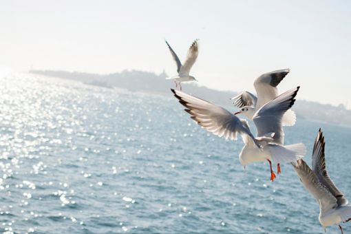 Birds flying above ocean