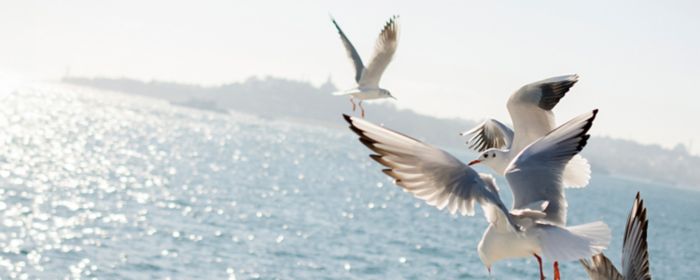 Birds flying above ocean